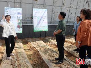 延伸高品质蔬菜产业链 科技赋能秦皇岛市蔬菜产业高质量发展