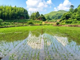 全省首个水稻两系不育系繁育基地在三明建宁投用