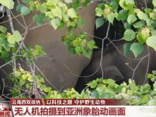 科技助力野生动物监测保护 野外拍到亚洲象、大熊猫珍贵画面
