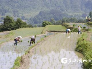 绥阳岩坪：梯田“种”风景 “稻”路促振兴