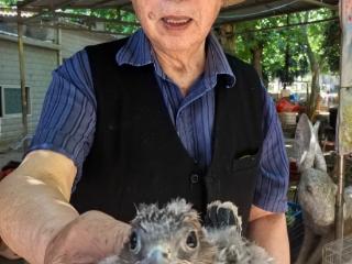 六安又救下一只“国保”：半个月大的红隼雏鸟