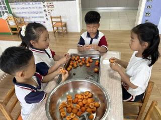 淄博市淄川区柳泉幼儿园：芒种如约而至 鲜杏甜润童心