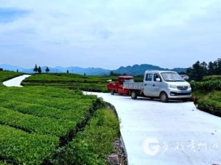 【粤黔协作·珠遵联璧】凤冈：协作资金筑新路 助力茶农促增收