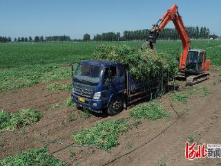河北滦南：豌豆迎丰收 产业助振兴