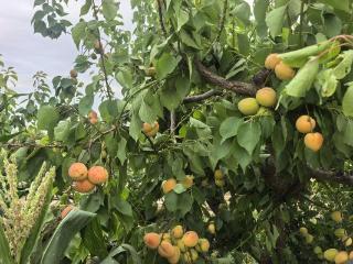 商河县殷巷镇张六真村金杏采摘节成功举办