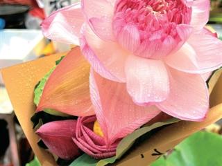 夏日限定，江南诗意 大马弄荷花早市开张