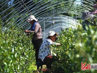 我们的田野｜南茶北移廿余载 香飘太行富百姓