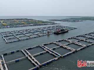 唐山建成7家国家级海洋牧场 茫茫海域变身“蓝色粮仓”