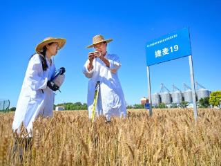 麦收育种择良穗