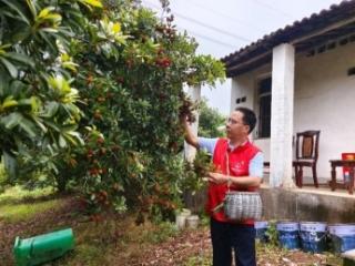 浙江长兴：红马甲助农添暖意 杨梅季护航丰收路