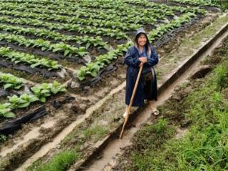 湖南资兴烟草：田间伉俪的“烟”火人生