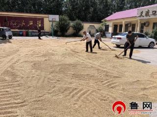 德州市陵城区义渡口镇：大院变“晒场”干部齐上阵 夏收服务暖民心