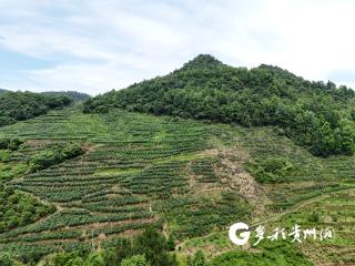 汇川区清溪村蓝莓基地开园，可采摘到8月