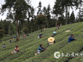 凤冈县8家茶叶企业跻身农业产业化省级重点龙头企业