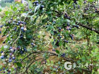 凤冈凌云村：蓝莓挂满枝 特色产业助增收