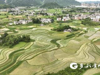 绥阳：夏日田园入画来