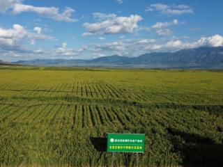河北蔚县：一粒杂粮串起全链振兴新答卷