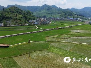 仁怀茅坝镇：机械化插秧助农提质增效