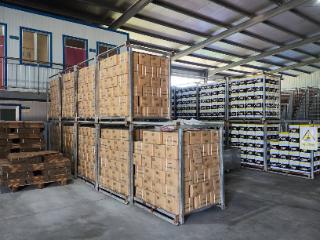 【奋斗·赋未莱·探链记】一片小生姜，“腌”出400万海外大市场