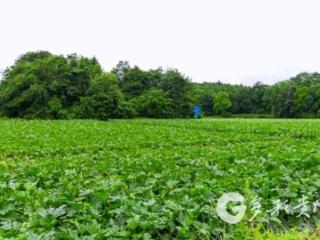 凤冈：让“菜园子”直通“菜篮子”鼓起“钱袋子”