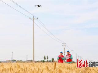 国网无极县供电公司筑牢夏粮丰收保障线