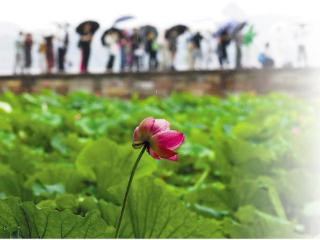 江南入梅时 西湖烟雨中