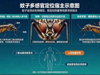 蚊子为何专咬你？还真不是血型问题，这样处理最快止痒