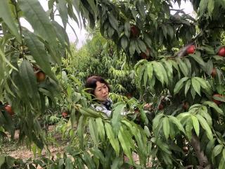 中国银行菏泽分行组织开展"情暖端午 乐享采摘"关爱退休老干部活动