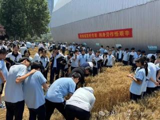 临沂第十七中学八年级开展割麦子劳动实践活动