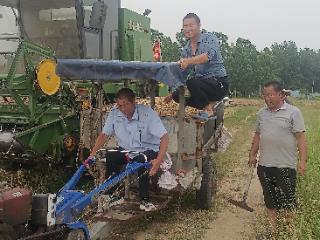 临沭县大兴镇：小麦丰收 集体增收