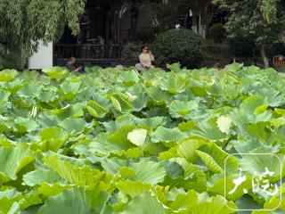 在合肥乘船漫游荷塘，解锁夏日浪漫