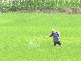 普定县穿洞街道靛山村：水稻病虫害统防统治保丰收