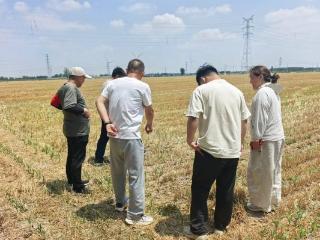 济宁市嘉祥县马村镇：农技人员下沉田间问诊，人大代表履职护航夏管