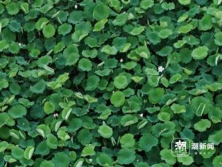 现采现卖日销2000支！秀洲这里解锁荷花自由