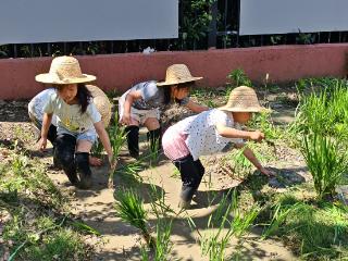 “稻香端午，糯享童趣”——怡邻幼儿园第十五届校园文化传统月活动