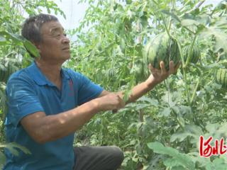 石家庄市鹿泉区西瓜哈密瓜喜获丰收