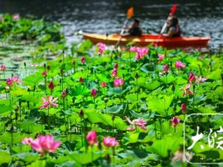 合肥翡翠湖荷花开得“欢” 市民赏花打卡忙不迭（组图）