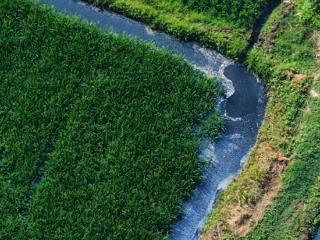 湖北随州一地现黑臭水直流稻田现象 当地县政府：已安排监测人员对受污稻田跟踪监测，并责令排污企业全面停产