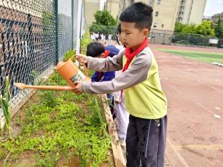 济南高新区凤凰路小学西校区：微农场耕种，劳动育出绿意美