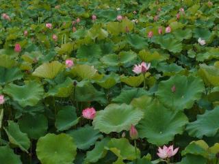 “荷”你相遇！池州平天湖外围荷景绚丽上线