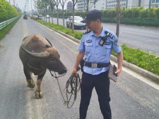 水牛滞留国道旁 肥东民警紧急处置