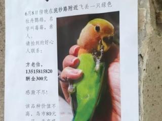 我的“爱情鸟”飞走半个月了……