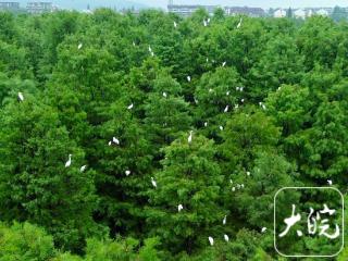 雨后美景如画！ 庐江大汉塘上演万鸟归巢生态盛景