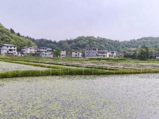 深山藏珍味！一池碧水种出好光景