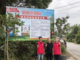 贵州磷化农资公司党员示范田绘就丰收新画卷