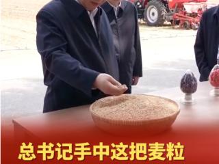 近镜头｜总书记手中这把麦粒凝聚同心奋斗