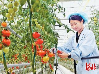 活力中国调研行｜雄安智慧农业拔节生长
