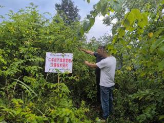 金融润药乡 赋能振兴路——工行遵义务川支行精准赋能中药材特色产业发展