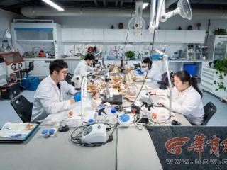 从西北大学出发 他们以青春匠心 修复千年历史遗珍