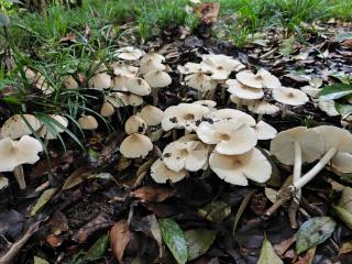 雨后杭州，大量出现！医生紧急提醒：不要采、不要买、不要吃，严重可能致命！